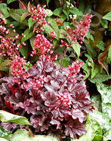 Heuchera 'Milan'